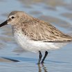 Dunlin